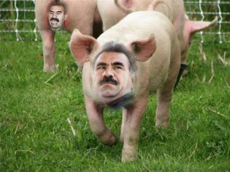 domuz insan benzerliği